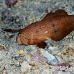 razorfish_peacock_ull_ci_h_0013_cos1339.jpg